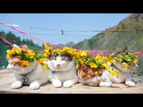 猫の動画サムネイル - 山吹冠のせ猫　2025　250512