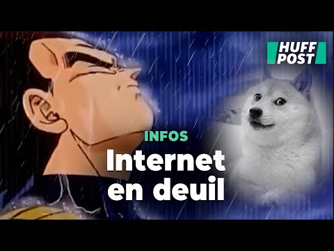 Kabosu, la chienne à l’origine d’un des plus célèbres mèmes internet, est morte