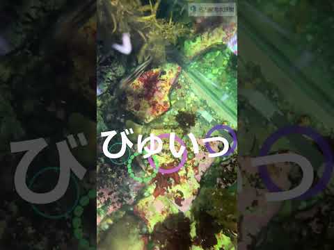 名古屋港水族館で出会える寝ぼすけキュウセンのかわいい姿と注目ポイント サムネイル