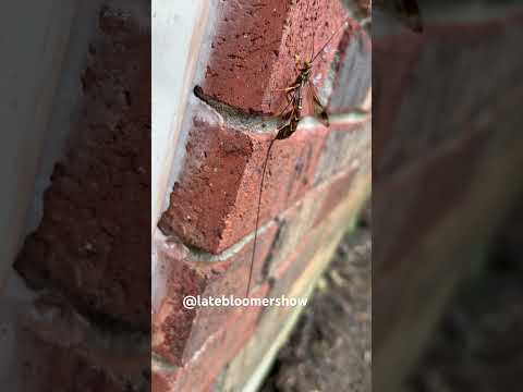 What IS this? Don’t sting me!insect #gardening