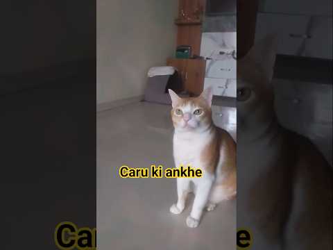 caru #cat #catfunny #straycatstrut #catlover #funnycatvideos #cute #catvideos #funny #pets #stray