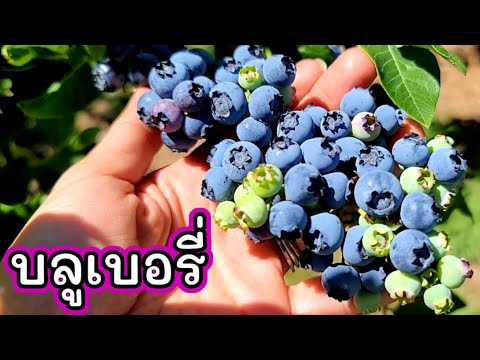 ชิมบลูเบอรี่-ยังไม่สุกดีเลย-รอ ชิมบลูเบอรี่-ยังไม่สุกดีเลย-รอ