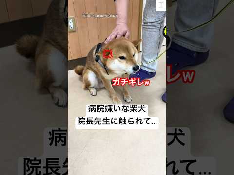 犬の動画サムネイル - ガチギレ‼️先生に触られた時の柴犬の反応が面白い😂　#柴犬 #犬　#かわいい犬 #動物病院 #おもしろ