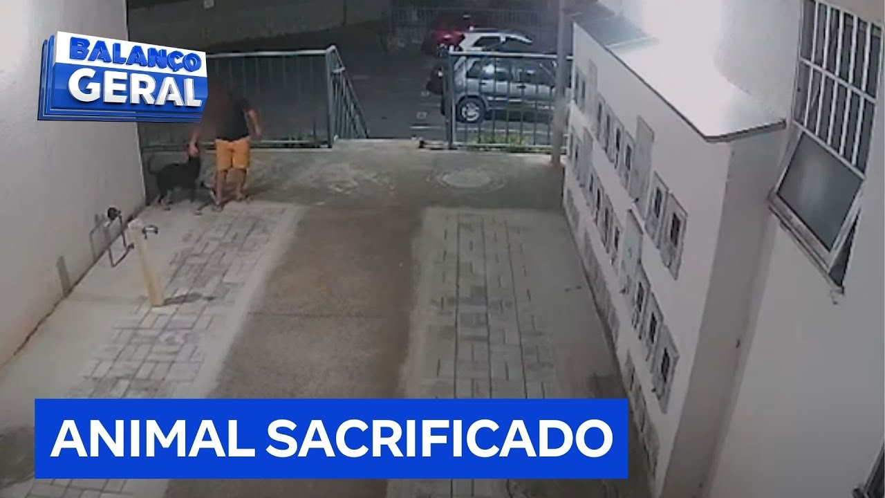Família se muda após filho ser atacado por cachorro doente e receber ameaças