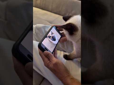 Il Siamese ma che carinoooo #animals #gattino #gattosiamese #perte #animals