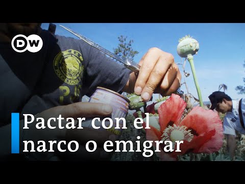 La crisis del opio mexicano