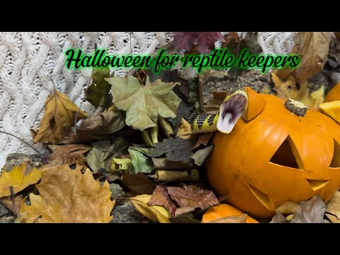 A reptile keepers Halloween! 🧡🎃