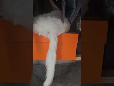 Sommy’s Luxury Choice 😸✨