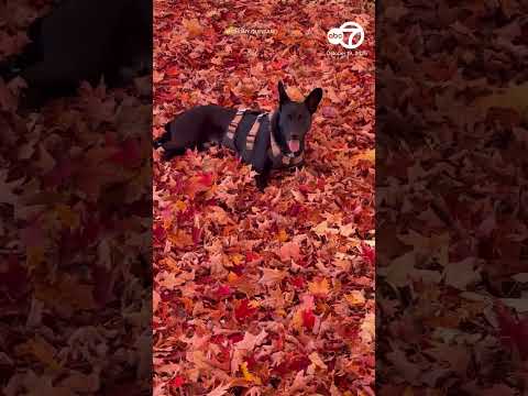 Dog gets 'zoomies' during fall foliage walk
