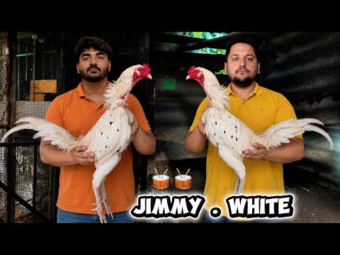 100% Original Jimmy White Rooster Drummer Pakoye, Most expensive birds In Pakistan from Hsn Hassan