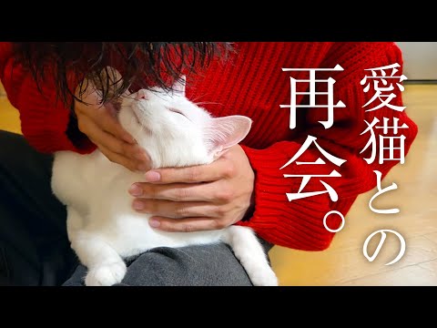 一ヶ月ぶりに会うお兄ちゃんを、猫は覚えているのか？