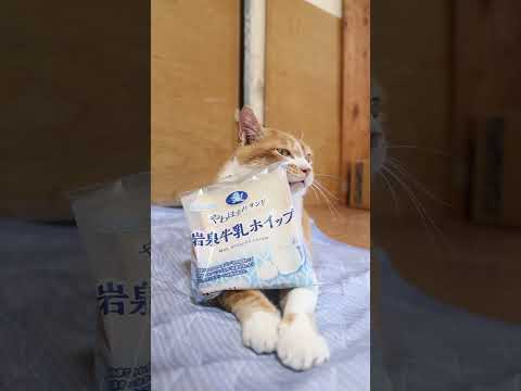 猫の動画サムネイル - やわほまれサンド 岩泉牛乳ホイップ　250723　#のせ猫　 #cat #cute #猫のいる暮らし　 #kitten #ねこ #ネコ　 #猫のいる生活　 #cutecat