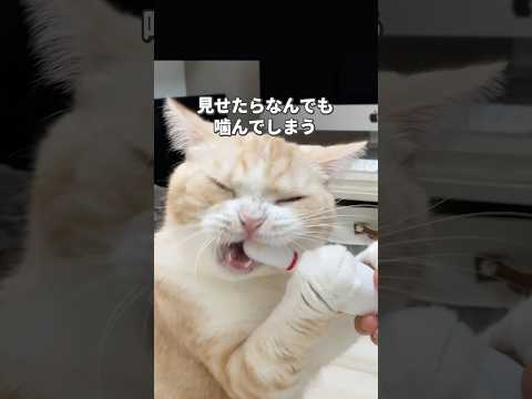 うちの猫たち🤣 #猫 #ねこ #猫動画 #猫のいる暮らし #猫好きさんと繋がりたい #猫のいる生活 #可愛い猫 #猫あるある #猫との暮らし #子猫