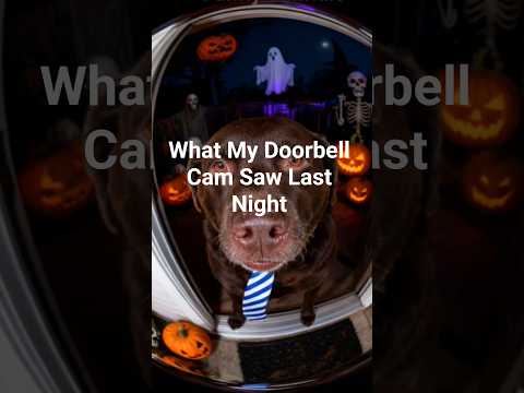 Doorbell Cam Footage You Won’t Forget #trending #halloween #pets #dog #funnyanimals #funny #shorts