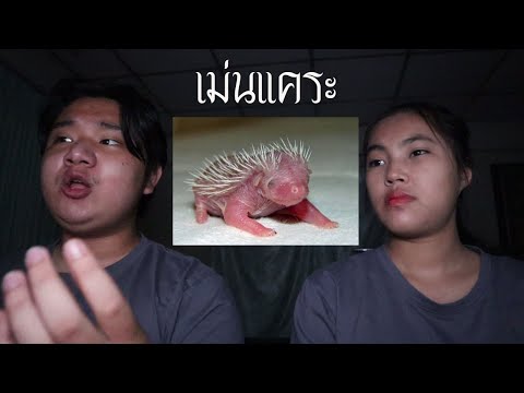 พวกเราซื้อ-เม่นแคระ-มาจาก-Dark พวกเราซื้อ-เม่นแคระ-มาจาก-Dark