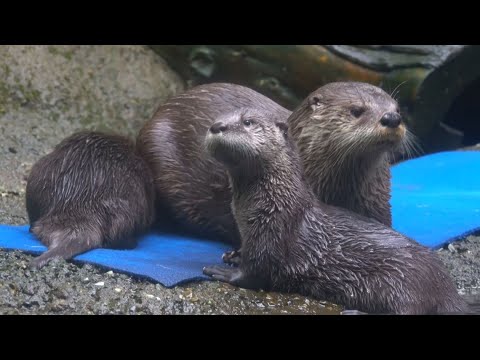 River otters return to San Marcos River
