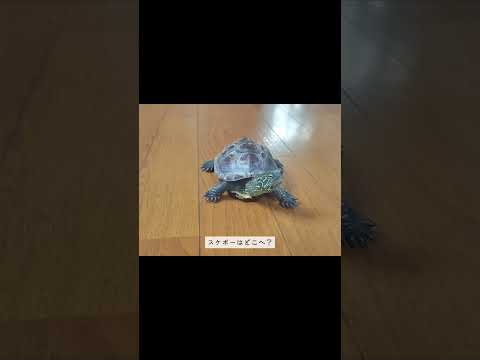 スケボーどこ行った？【Where did the skateboard go?】