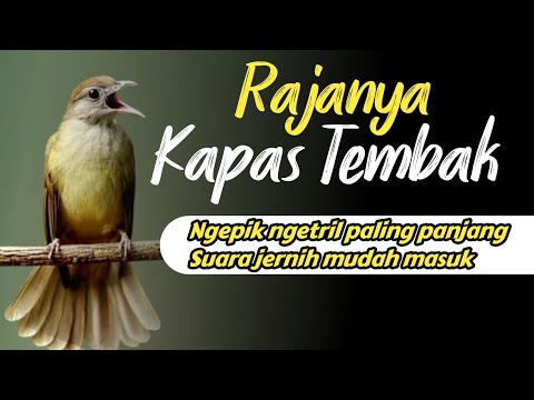 MASTERAN KAPAS TEMBAK NGEPIK NGETRIL SUPER PANJANG Sangat jernih‼️