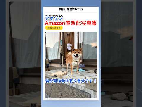 【Amazon置き配写真集】僕が受け取り番犬!