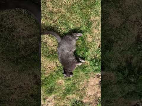 Dafy blbne .. 😄🫧🐈‍⬛ #crazy #cat #funny #love #lovely #short #shorts #shortvideo #viralvideo #cz