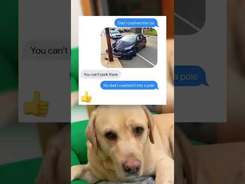 #memes #story #dog #shorts #pets