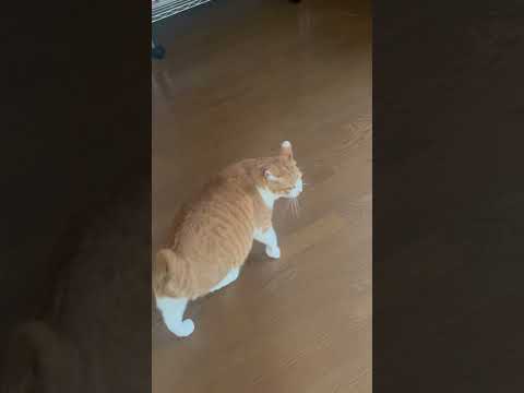 ゆきはどこ？#元野良猫ころちゃん#黒猫ゆき#カイドに似た猫