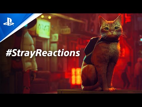 Stray Reactions | PS5 & PS4 Games