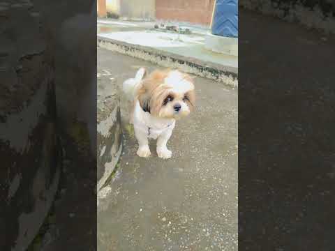 tu kya hai mere liye kese btao #pets #petlover #viralvideo #pawrigirl #cutealert #puppyvideos #cute