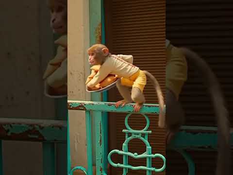 Monkey Thief | A Cinematic Street Story 🐒🍌”