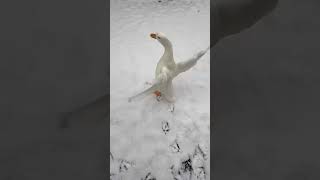雪も滴るいいアヒル #funny #shorts