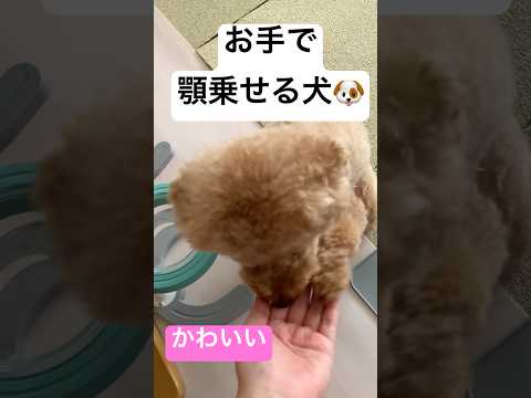 【トイプードル】お手してオヤツもらおう【日常】 #トイプードル #トイプー #癒し #犬のいる生活 #toypoodle #プードル #可愛い #かわいい #犬のいる暮らし #犬のいる生活