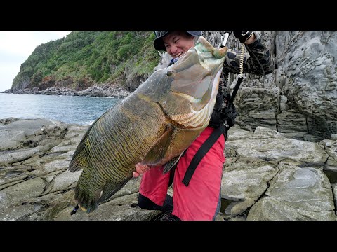 トカラ列島で釣り上げたナポレオンフィッシュのその後…。鹿児島水族館に寄贈させていただきました！