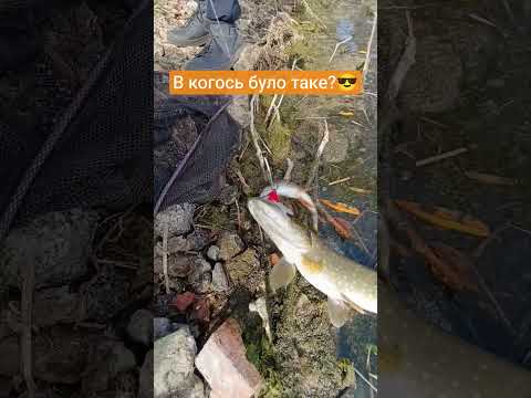 Дві риби на одну бляху