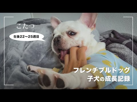 【こたつ成長記録】手術後だけど元気すぎるフレンチブルドッグの子犬【22〜25週目】