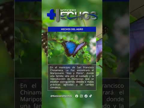 Hechos del Agro - Reproducción de mariposas.