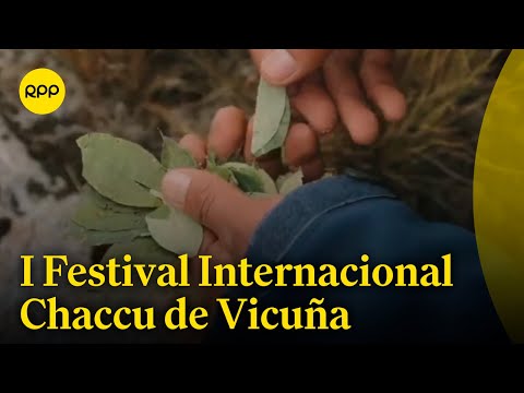 Se celebra el I Festival Internacional Chaccu de Vicuña