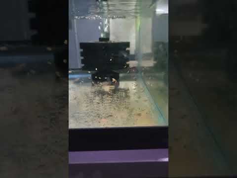 Bulgarian green babies #aquarium #freshwateraquari 