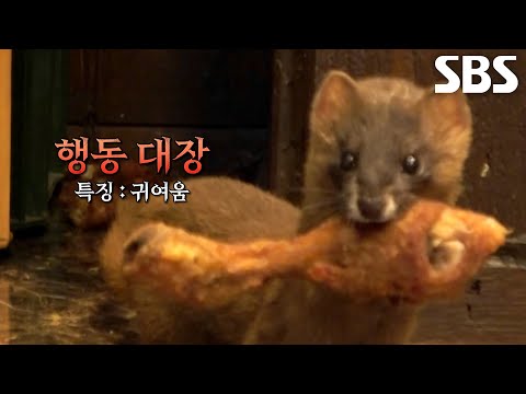 치킨집 뒤집어 놓은 2인 1조 ‘괴도 족제비’의 <strong>치킨</strong> 털이 <strong>현장</strong>!