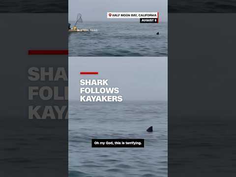 Shark follows kayakers