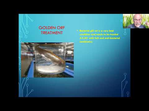 Fish disease case nr. 339 Golden Orf with bacteria In this video we show a Golden Orf, Ide or Leuciscus idus var., that was suffering and had few red s