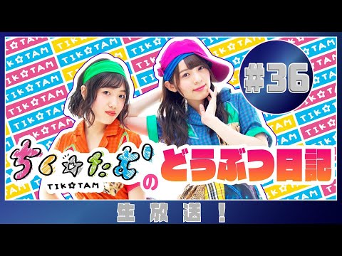 「ちく☆たむのどうぶつ日記 生配信！！」＃36