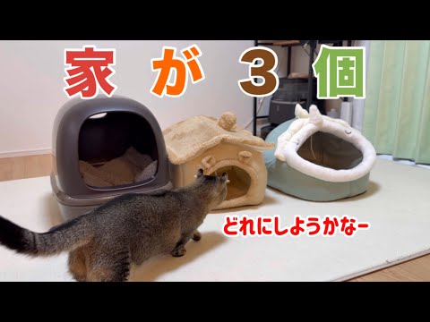どれ選ぶ？猫に3つのペットハウスを用意したら反応が面白すぎた