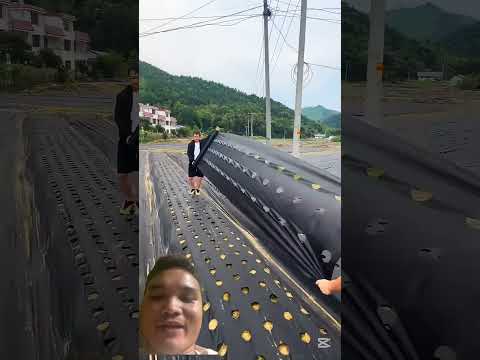 Lưới Chống Cỏ Phủ Cho Cây Trồng #landscape