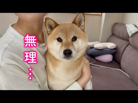 犬の動画サムネイル - 思わぬ事態にパニックになる柴犬が可愛い