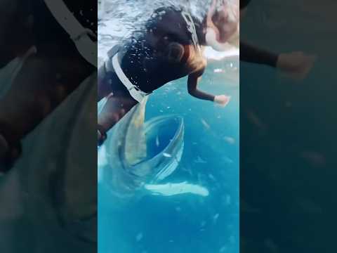 Wait For End😳Surprise visti by Whale😳🔥 #Usa #newyork #animals #sea #adventure