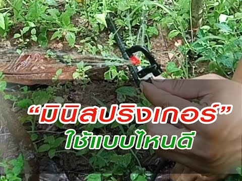 #มินิสปริงเกอร์ใช้แบบไหนดี #มินิสปริงเกอร์ใช้แบบไหนดี