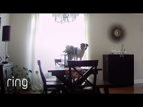 Good Dog Busted Being Naughty | RingTV