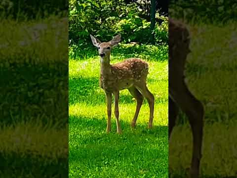 Beautiful dear with cockleburs all over it. #deer #nature #wildlife