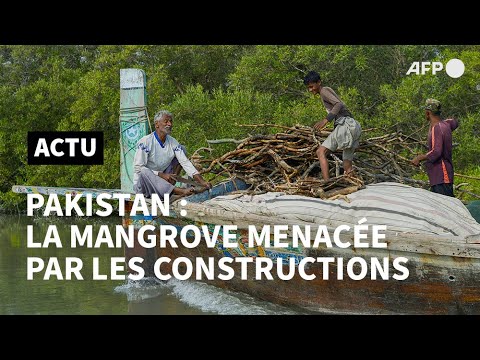 Pakistan: près de Karachi, les mangroves menacées par le béton | AFP