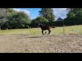 Dressuurpaard Chique hengstenveulen uit Ferdeaux